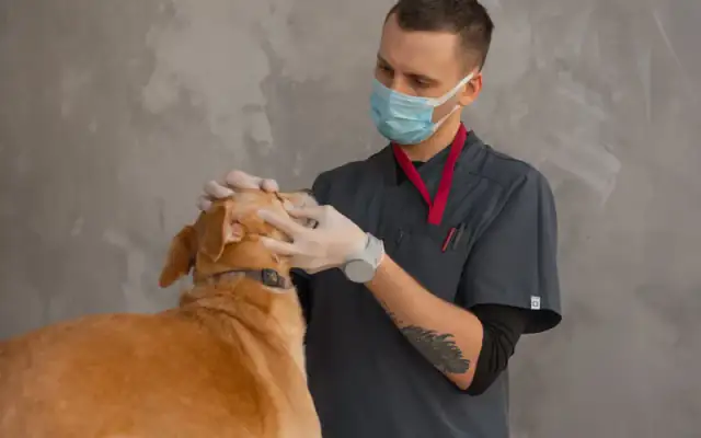 Veterinární ordinace – ukázka webu Tvůj Expert